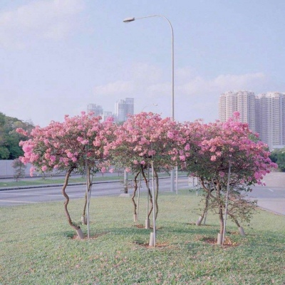 微信好运风景头像图片