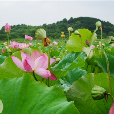 独一无二的荷花微信头像