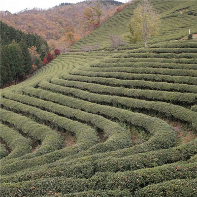 绿色茶地风景头像图片