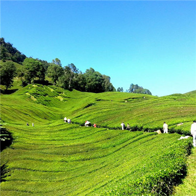 绿色茶地风景头像图片