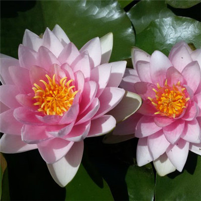 最好运的莲花头像