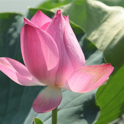 独一无二的荷花微信头像
