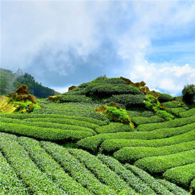 绿色茶地风景头像图片