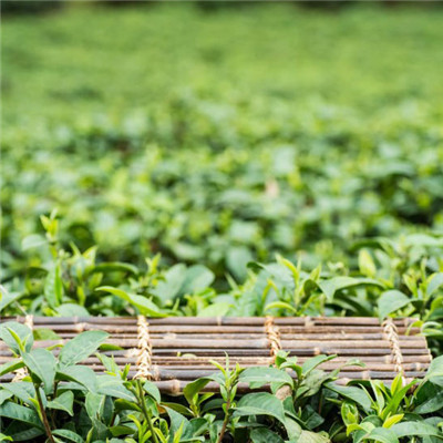绿色茶地风景头像图片