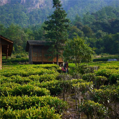 绿色茶地风景头像图片