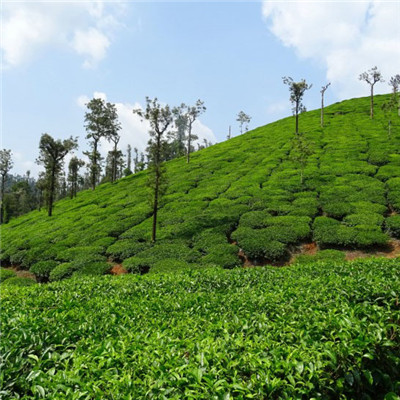 绿色茶地风景头像图片