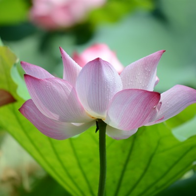 独一无二的荷花微信头像