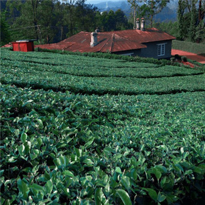 绿色茶地风景头像图片