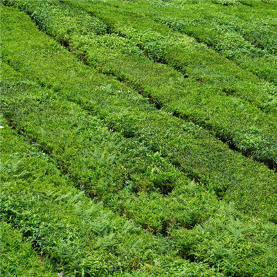 绿色茶地风景头像图片