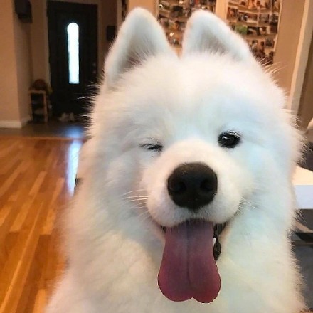 超萌可爱狗狗wink头像图片