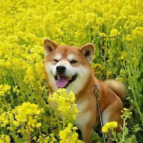 适合永久做头像的图片