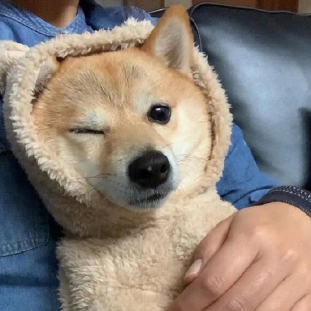 超萌可爱狗狗wink头像图片