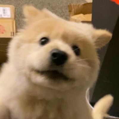可爱微信头像小动物超萌图片