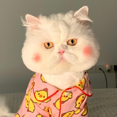 可爱呆萌的猫咪头像