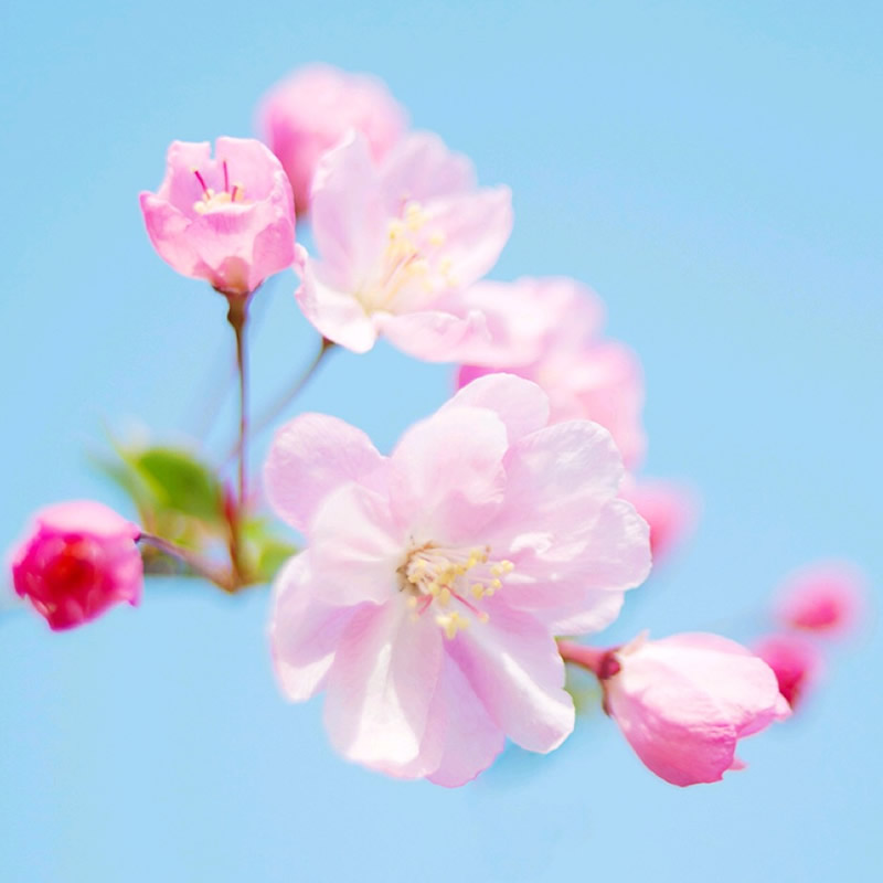 微信头像图片2025最火爆流行