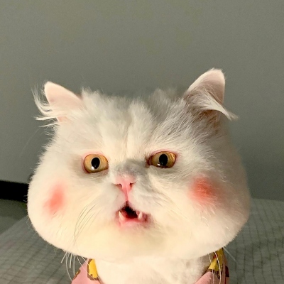 可爱呆萌的猫咪头像