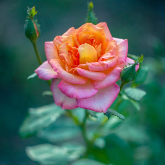 微信头像图片2025最火爆流行