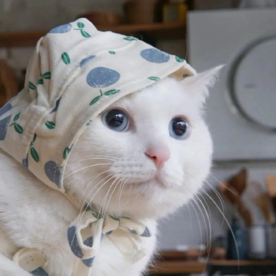 可爱呆萌的猫咪头像