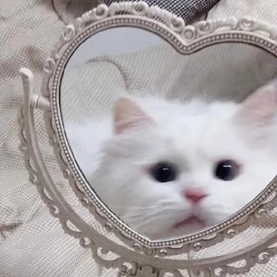 可爱呆萌的猫咪头像