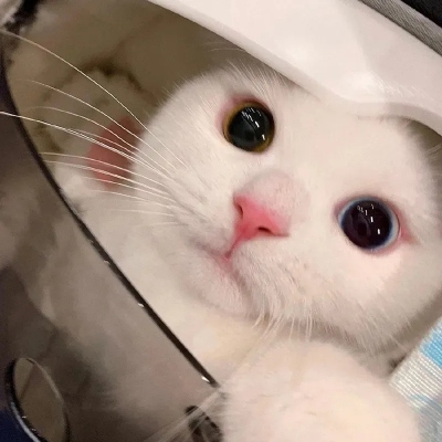 可爱呆萌的猫咪头像