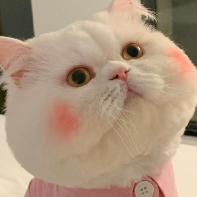 可爱呆萌的猫咪头像
