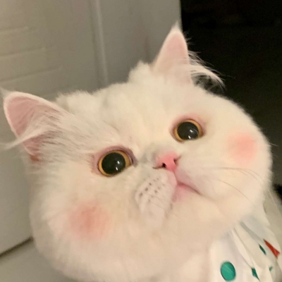 可爱呆萌的猫咪头像