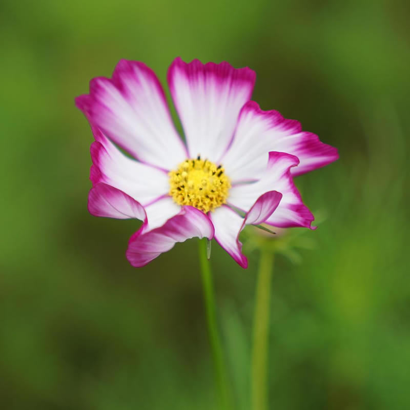 微信头像图片2025最火爆流行