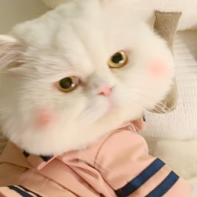 可爱呆萌的猫咪头像