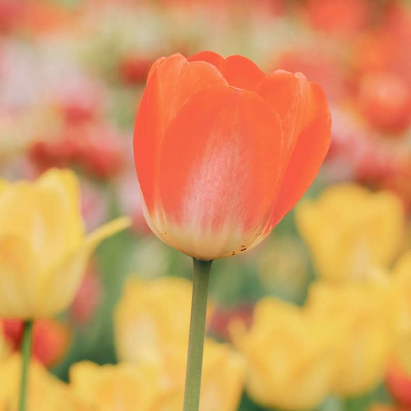 微信头像图片2025最火爆流行