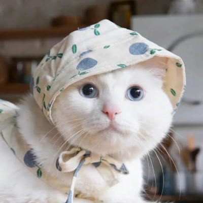 可爱呆萌的猫咪头像