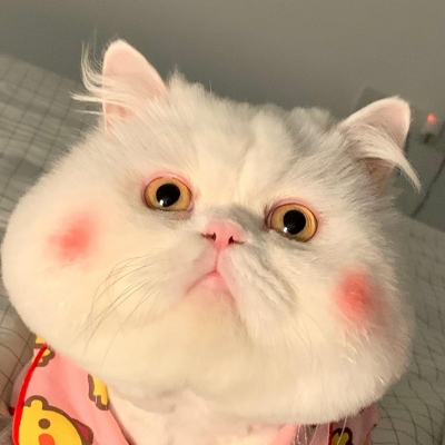 可爱呆萌的猫咪头像
