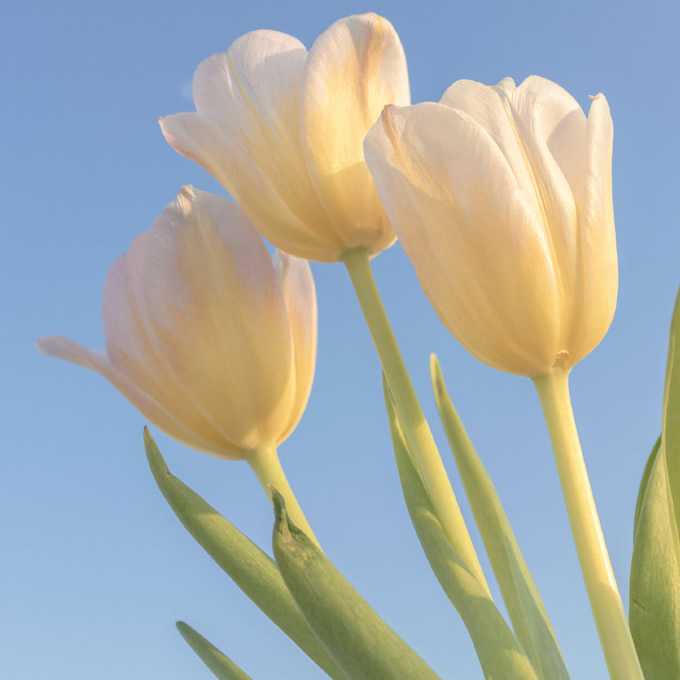 微信头像图片2025最火爆流行