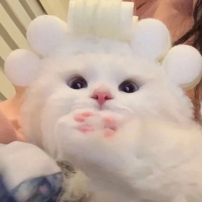 可爱呆萌的猫咪头像