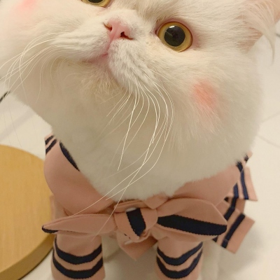 可爱呆萌的猫咪头像
