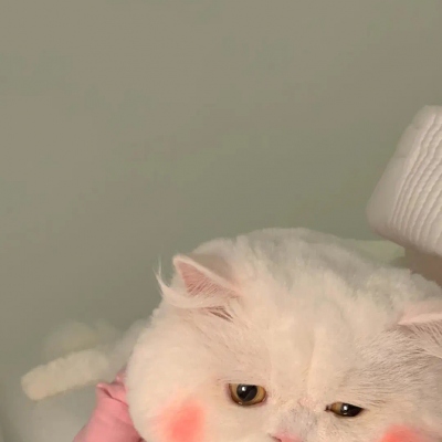 可爱呆萌的猫咪头像