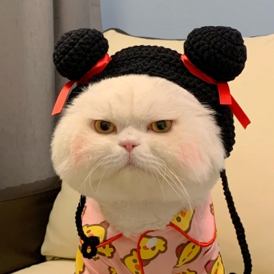 可爱呆萌的猫咪头像