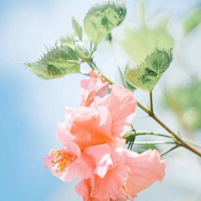 女性旺财旺运的微信头像