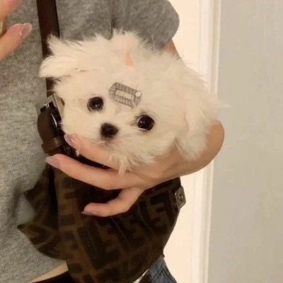 微信可爱头像动物萌系高清图片
