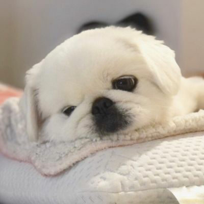微信可爱头像动物萌系高清图片
