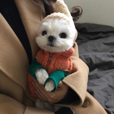 超有爱人抱萌宠头像图片