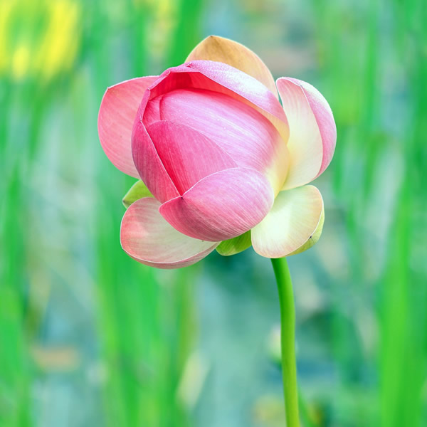 2026年适合永久用的头像图片