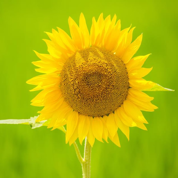 2026年适合永久用的头像图片