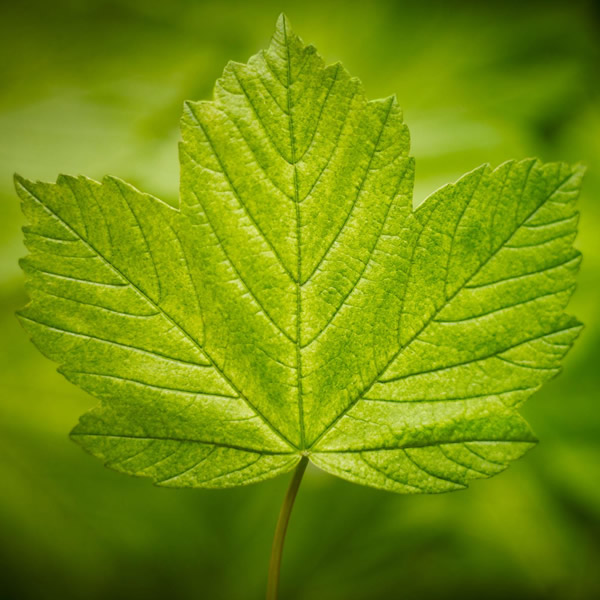 2026年适合永久用的头像图片