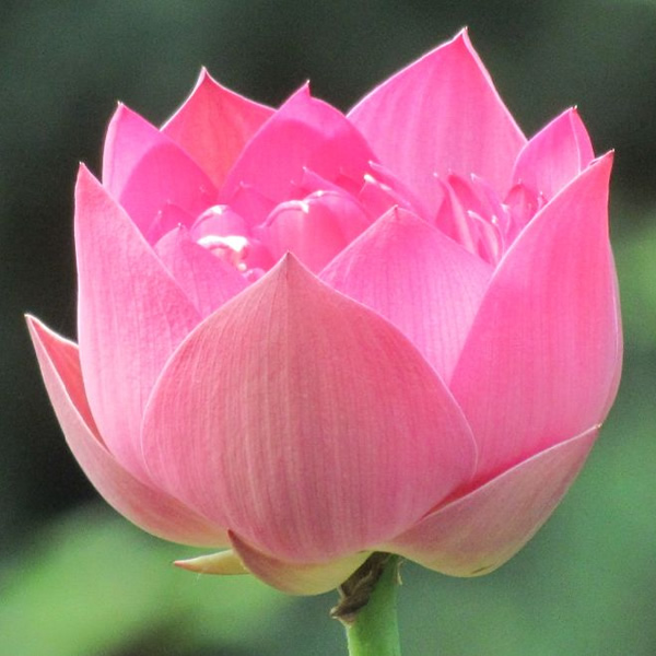 2026年适合永久用的头像图片