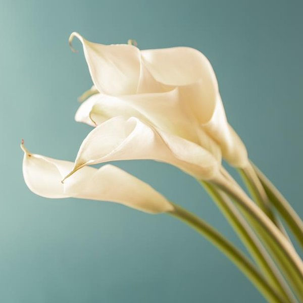 2026年适合永久用的头像图片