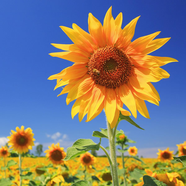 2026年适合永久用的头像图片