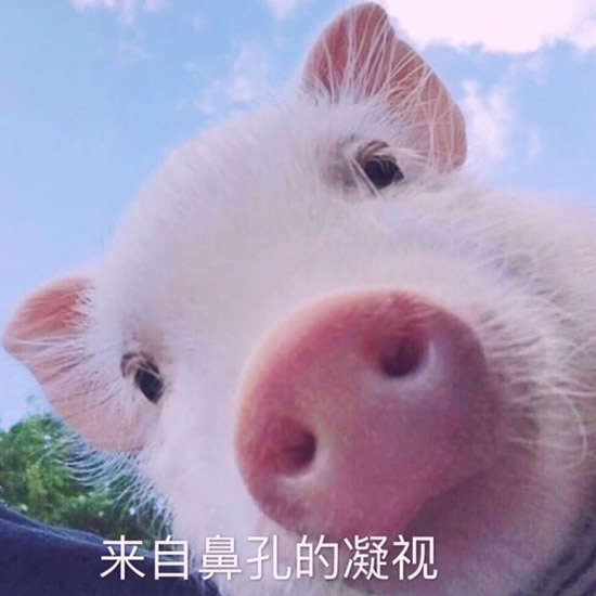 奇葩沙雕头像