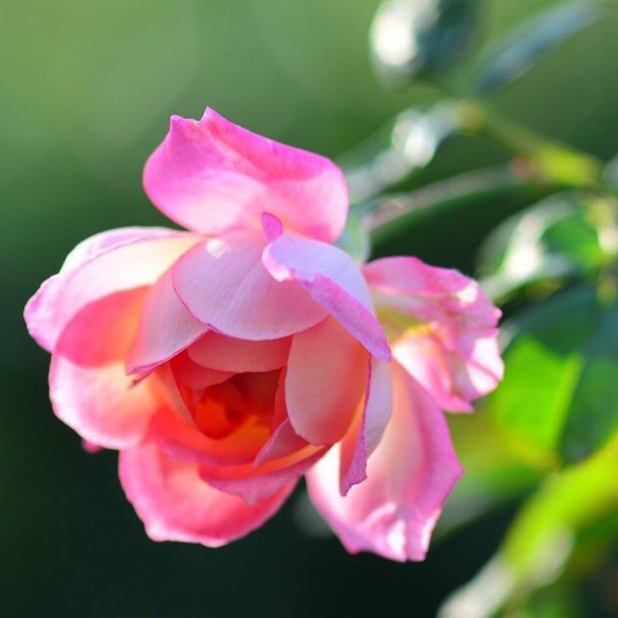 2026最火爆好看头像图片