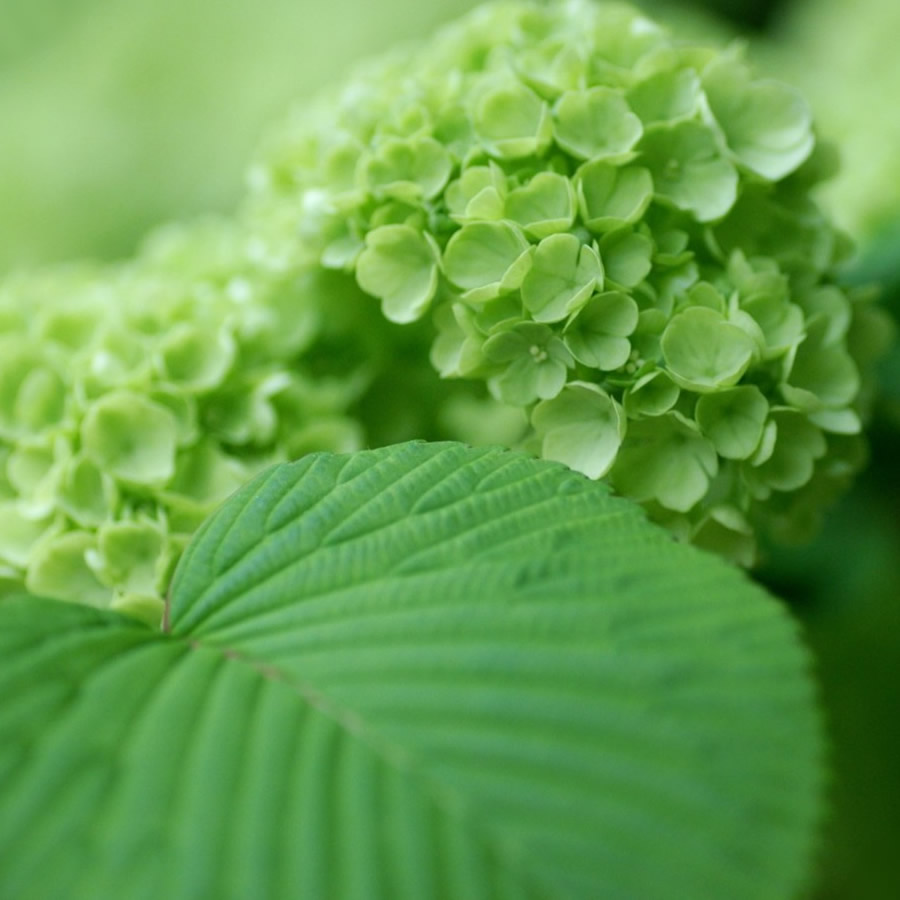 2026最火爆好看头像图片