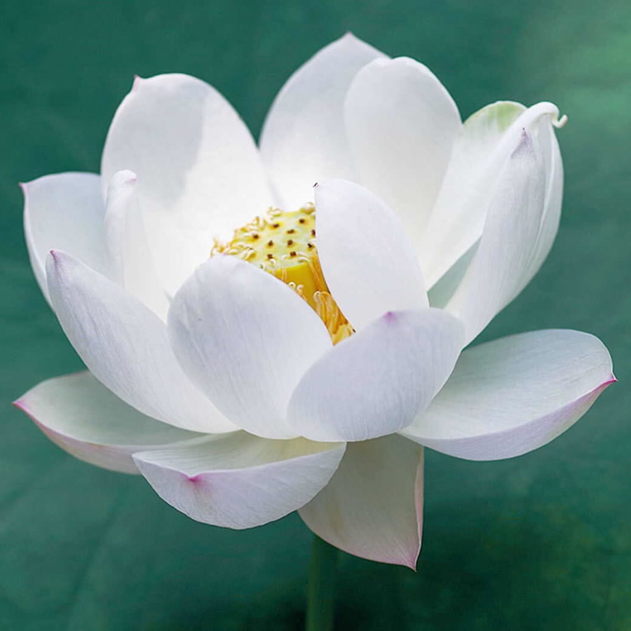 2026最火爆好看头像图片